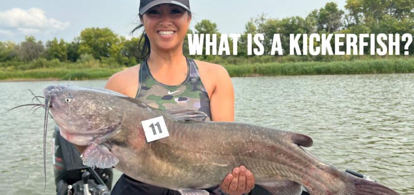 What Exactly is a Kickerfish?